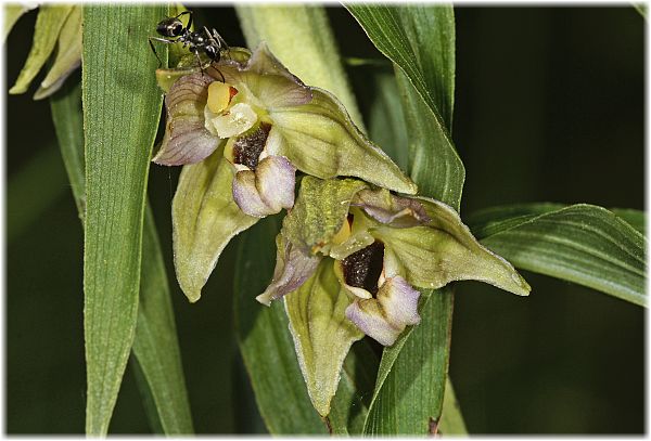 Epipactis helleborine