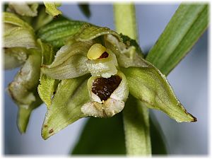 Epipactis helleborine