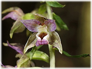 Epipactis helleborine