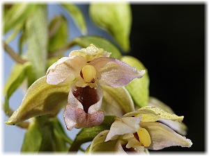 Epipactis helleborine