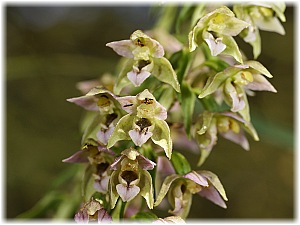 Epipactis helleborine