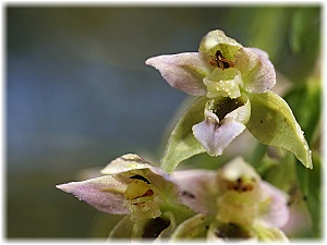 Epipactis helleborine