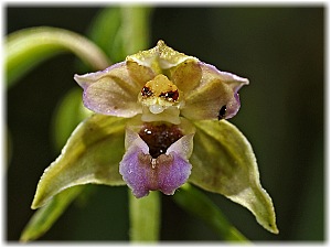 Epipactis helleborine