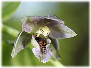 Epipactis helleborine