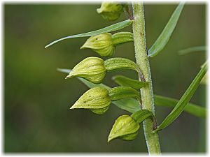 Epipactis helleborine