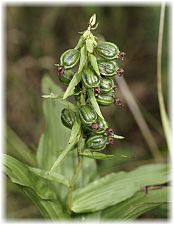 Epipactis helleborine