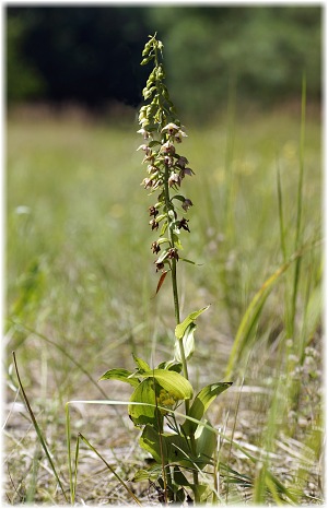 Epipactis helleborine