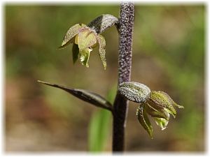 Epipactis microphylla