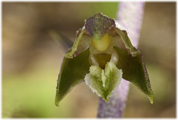 Epipactis microphylla