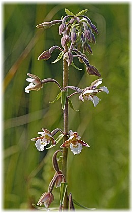Epipactis palustris