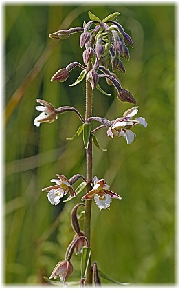 Epipactis palustris