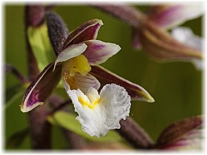 Epipactis palustris