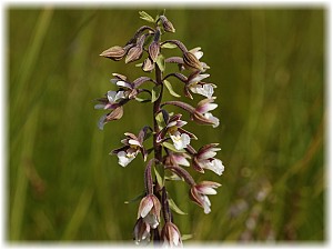 Epipactis palustris