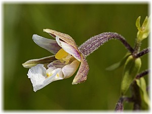 Epipactis palustris