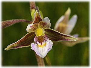 Epipactis palustris