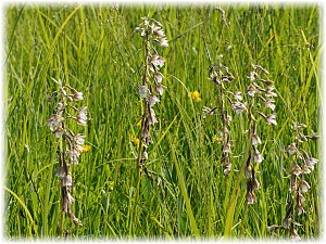 Epipactis palustris