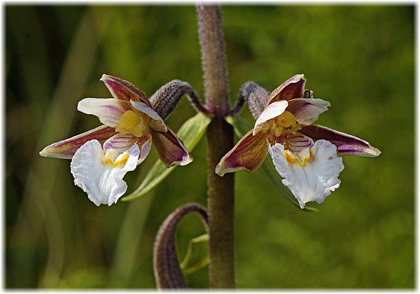 Epipactis palustris