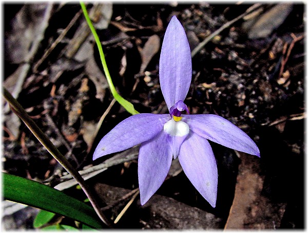 Glossodia minor