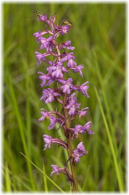 Gymnadenia conopsea