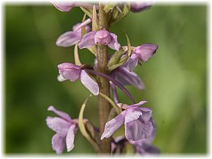 Gymnadenia conopsea