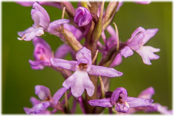 Gymnadenia conopsea