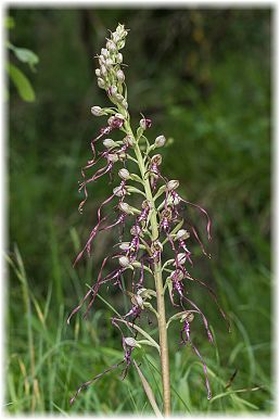 Himantoglossum adriaticum