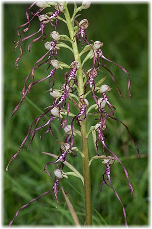 Himantoglossum adriaticum