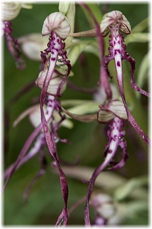 Himantoglossum adriaticum