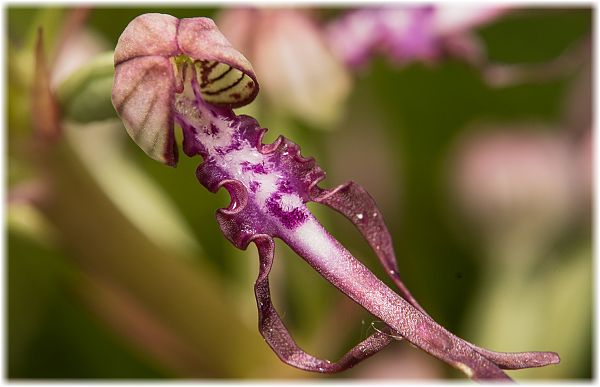 Himantoglossum adriaticum