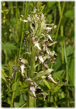 Himantoglossum hircinum