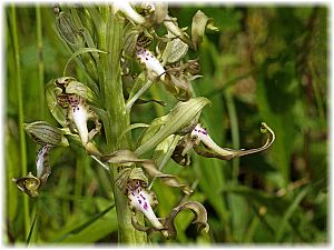 Himantoglossum hircinum