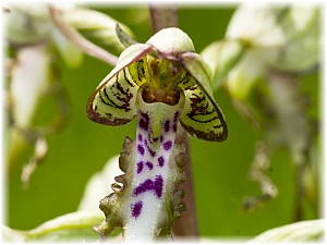 Himantoglossum hircinum