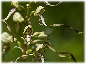 Himantoglossum hircinum