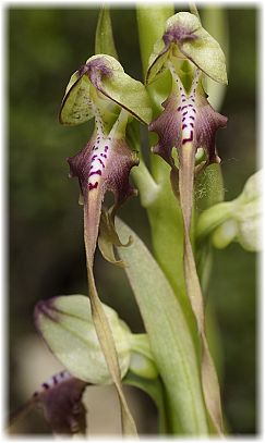 Himantoglossum montis-tauri