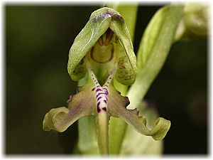 Himantoglossum montis-tauri