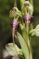 Himantoglossum montis-tauri