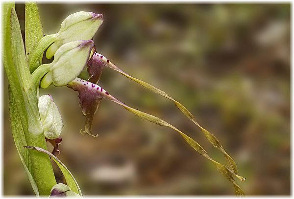 Himantoglossum montis-tauri