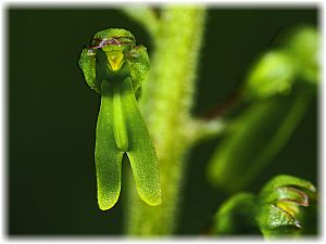 Listera ovata