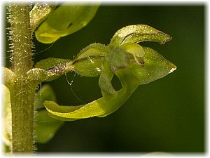 Listera ovata