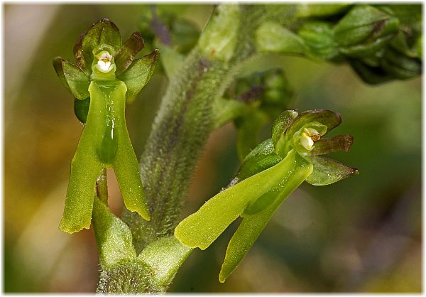 Listera ovata