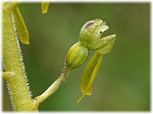 Listera ovata