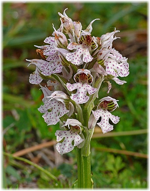 Orchis lactea