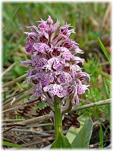 Orchis lactea var conica