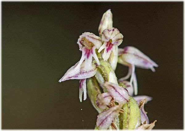 Neotinea maculata