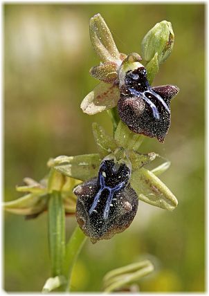 Ophrys alasiatica