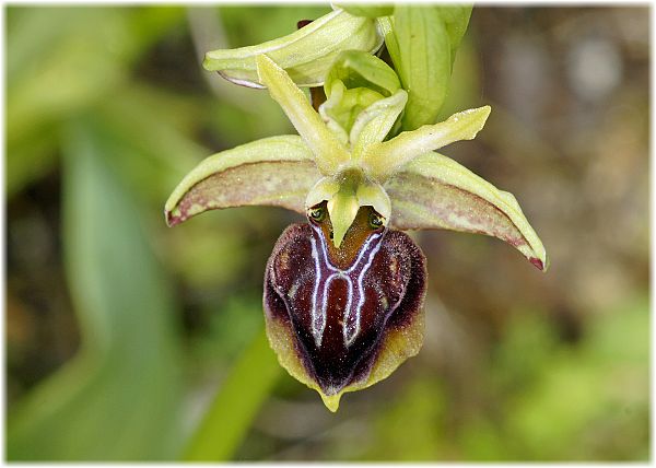 Ophrys alasiatica