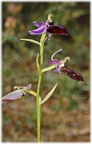 Ophrys antalyensis