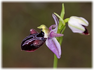 Ophrys antalyensis