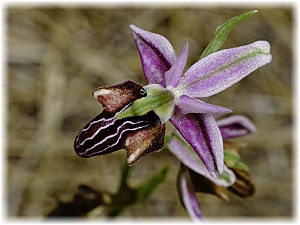 Ophrys antalyensis