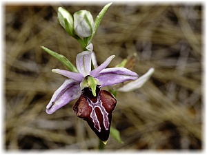 Ophrys antalyensis